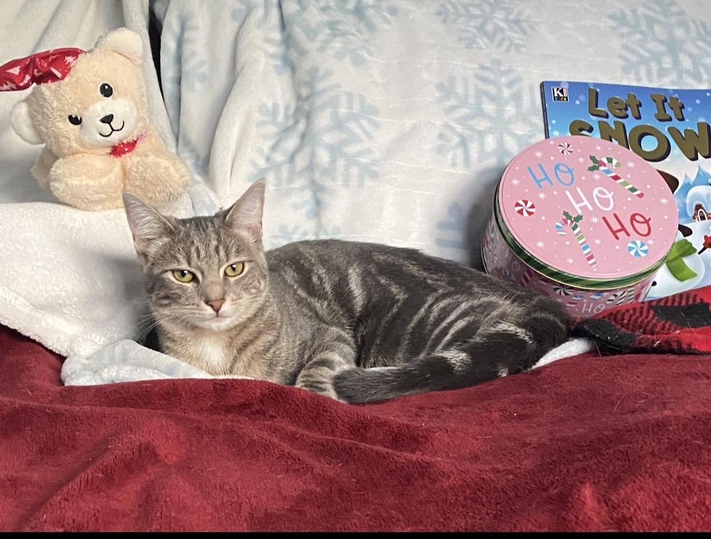 Enlarge Paisley, a ADOPTABLE Domestic Short Hair in Philadelphia, PA image 4/6