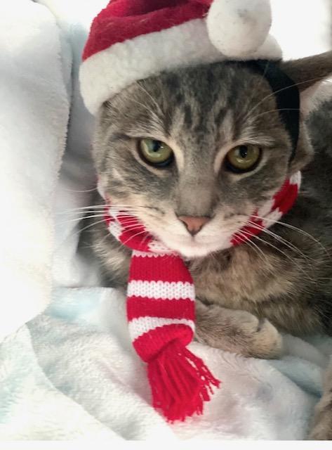 Enlarge Paisley, a ADOPTABLE Domestic Short Hair in Philadelphia, PA image 5/6