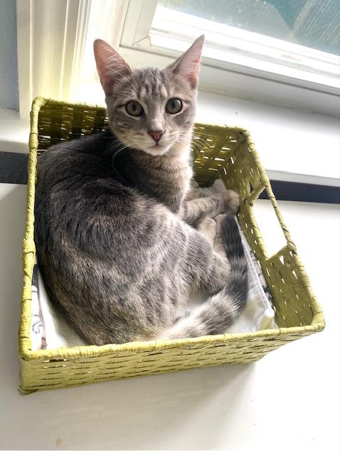 Enlarge Paisley, a ADOPTABLE Domestic Short Hair in Philadelphia, PA image 2/6