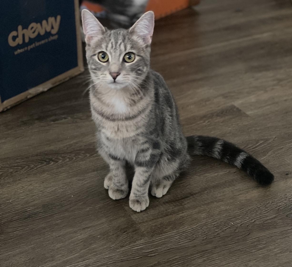 Enlarge Paisley, a ADOPTABLE Domestic Short Hair in Philadelphia, PA image 3/6