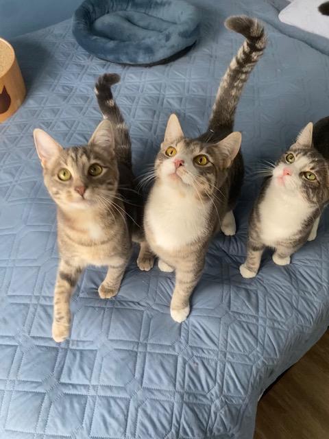 Enlarge Paisley, a ADOPTABLE Domestic Short Hair in Philadelphia, PA image 6/6