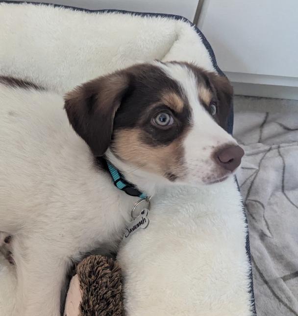 Savannah thumbnail 3