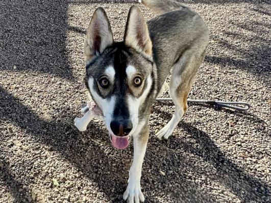 FEDEX, Adoptable, Young Male Siberian Husky.