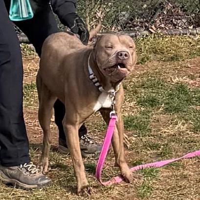 Bruce, a Adoptable Pit Bull Terrier in Eastford, CT image 2/6