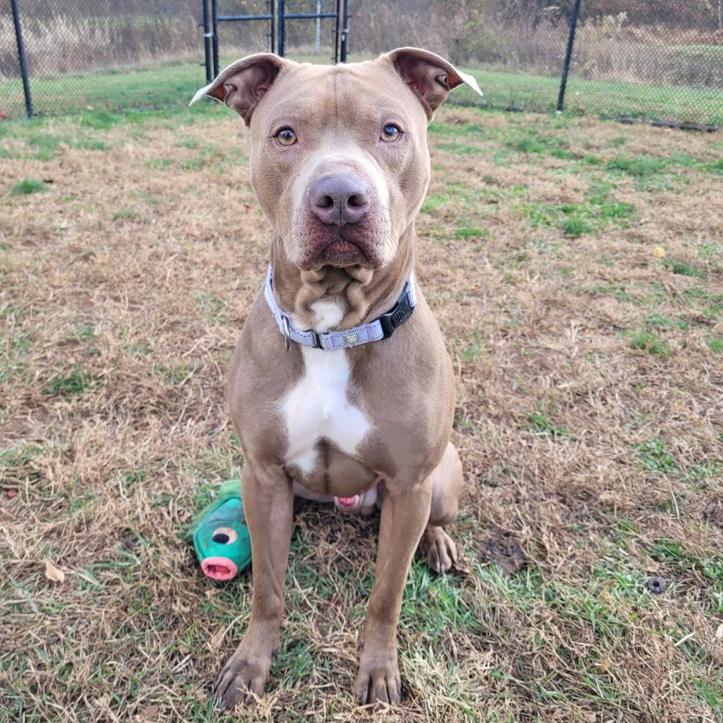 Bruce, a Adoptable Pit Bull Terrier in Eastford, CT image 3/6