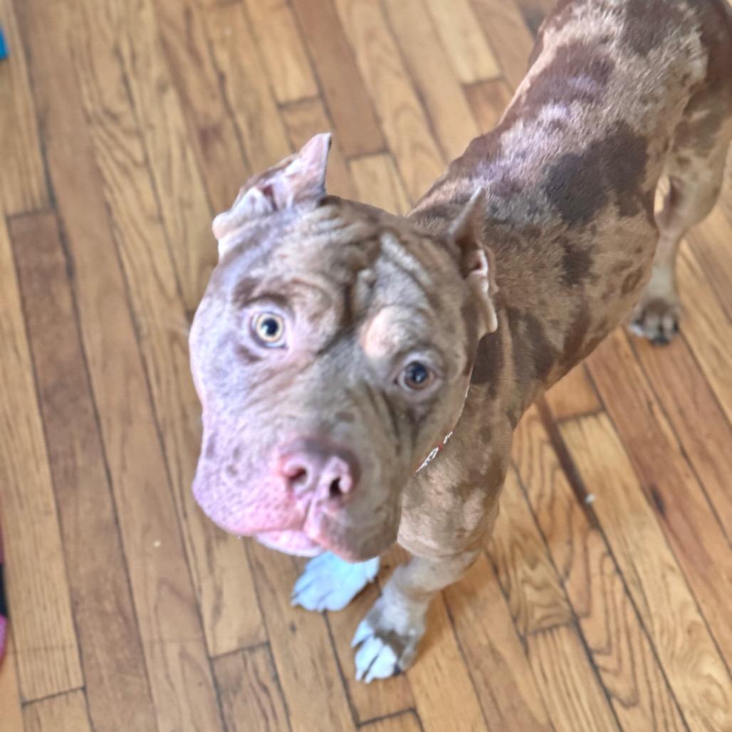 Enlarge Jonah, a Adoptable Pit Bull Terrier in Chicago, IL image 1/6