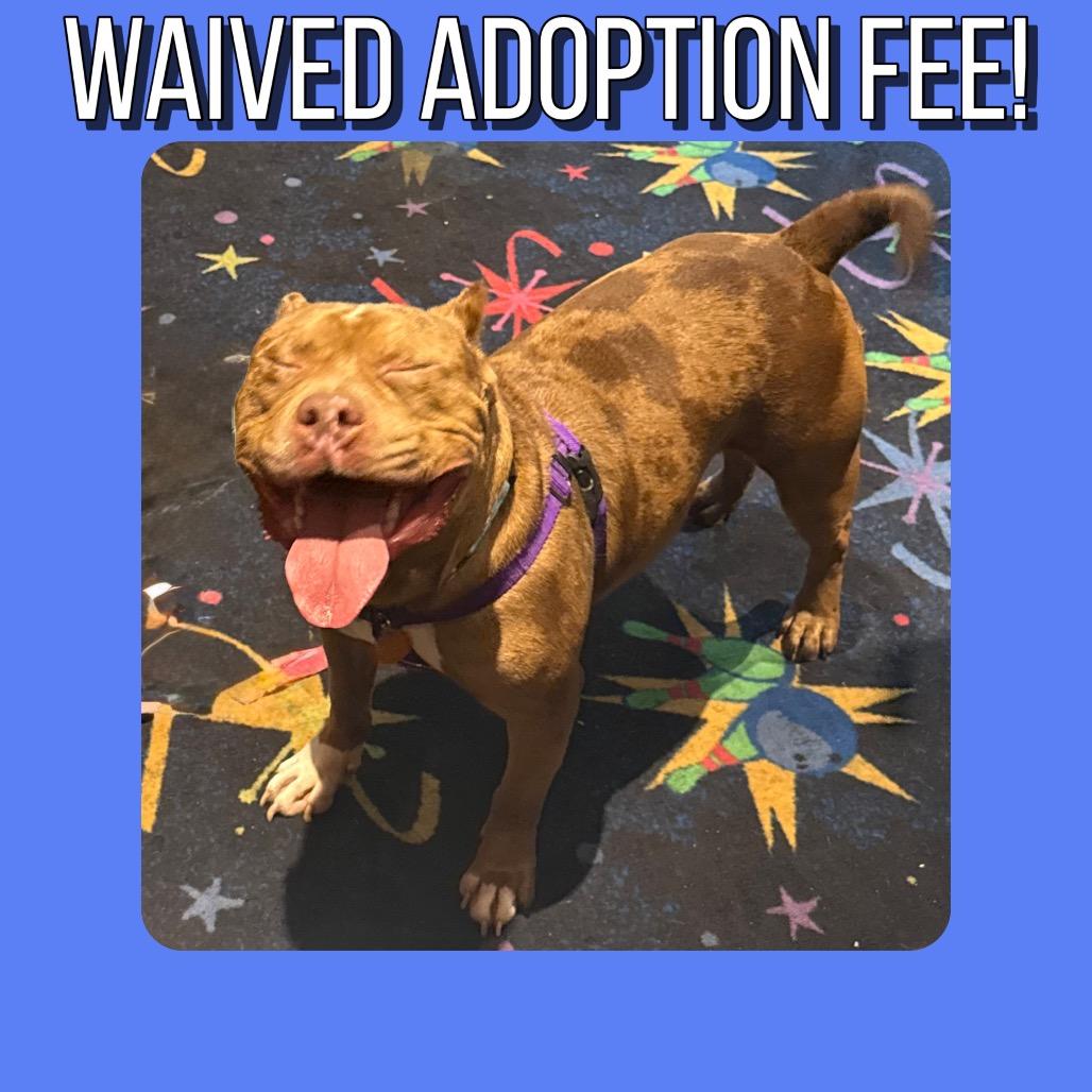 Enlarge Jonah ~ FOSTER OR ADOPT!, a Adoptable Pit Bull Terrier in Chicago, IL image 1/6
