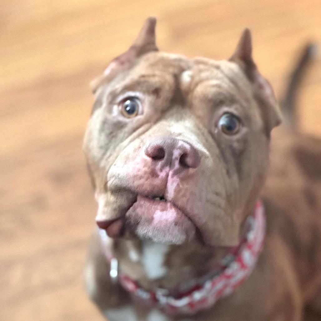 Enlarge Jonah ~ AVAILABLE TO FOSTER OR ADOPT!!!, a Adoptable Pit Bull Terrier in Chicago, IL image 2/6