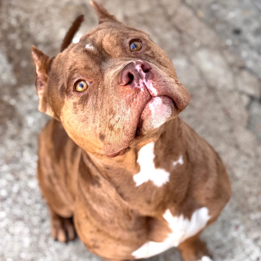 Jonah ~ FOSTER OR ADOPT!, a Adoptable Pit Bull Terrier in Chicago, IL image 1/6