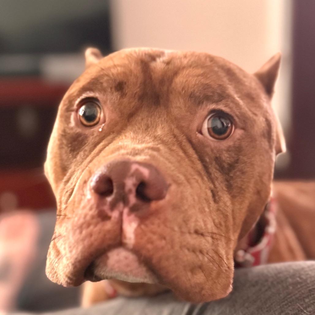 Enlarge Jonah ~ AVAILABLE TO FOSTER OR ADOPT!!!, a Adoptable Pit Bull Terrier in Chicago, IL image 4/6