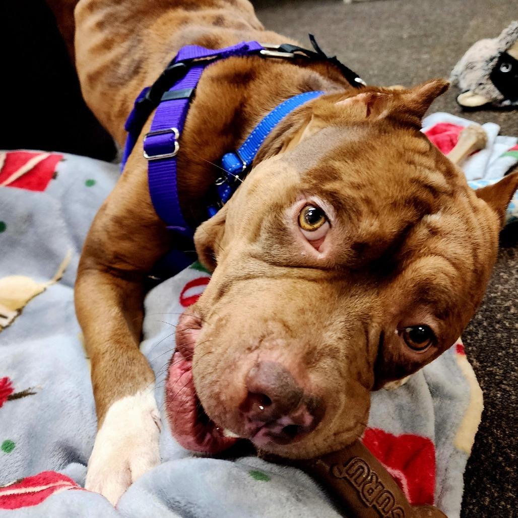 Enlarge Jonah, a Adoptable Pit Bull Terrier in Chicago, IL image 3/4