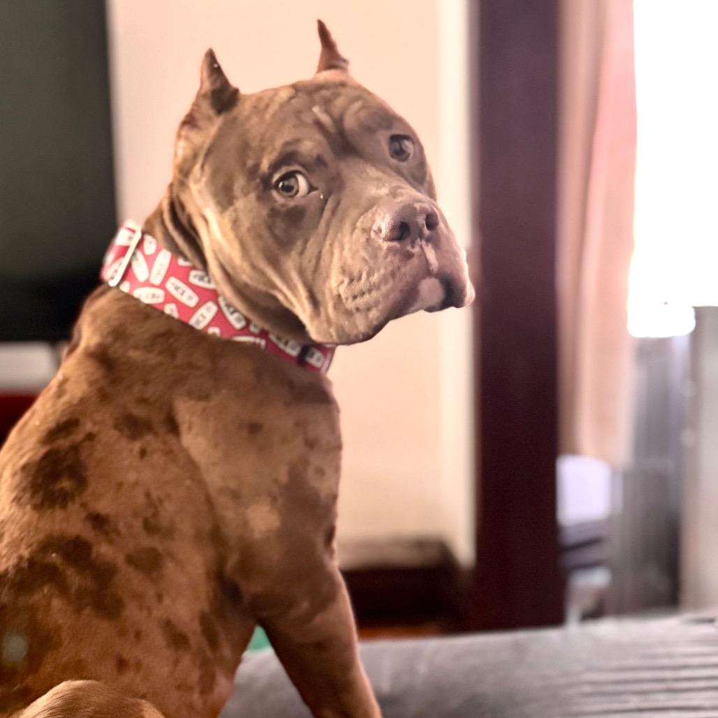 Enlarge Jonah ~ AVAILABLE TO FOSTER OR ADOPT!!!, a Adoptable Pit Bull Terrier in Chicago, IL image 5/6