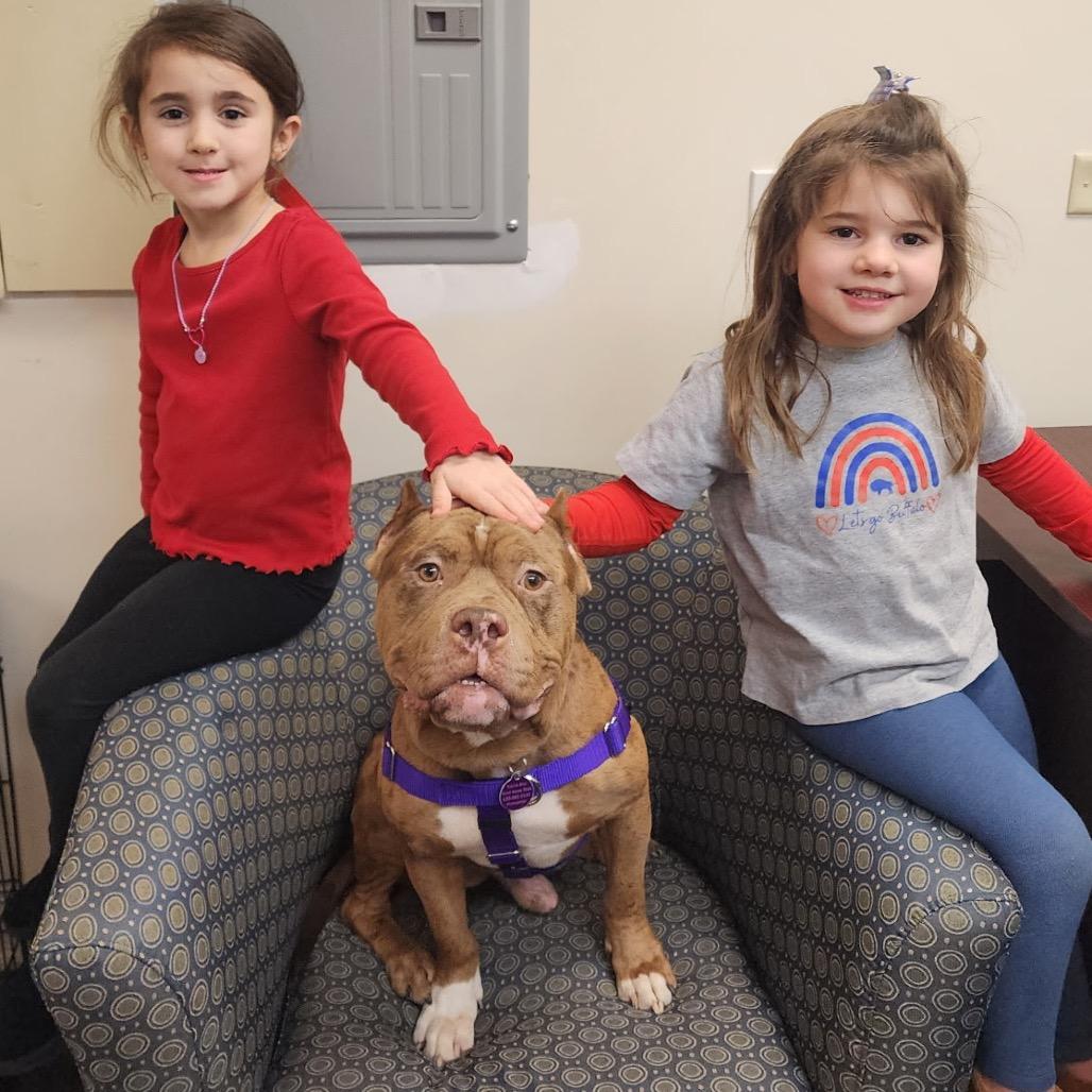 Jonah, Adoptable, Adult Male Pit Bull Terrier.