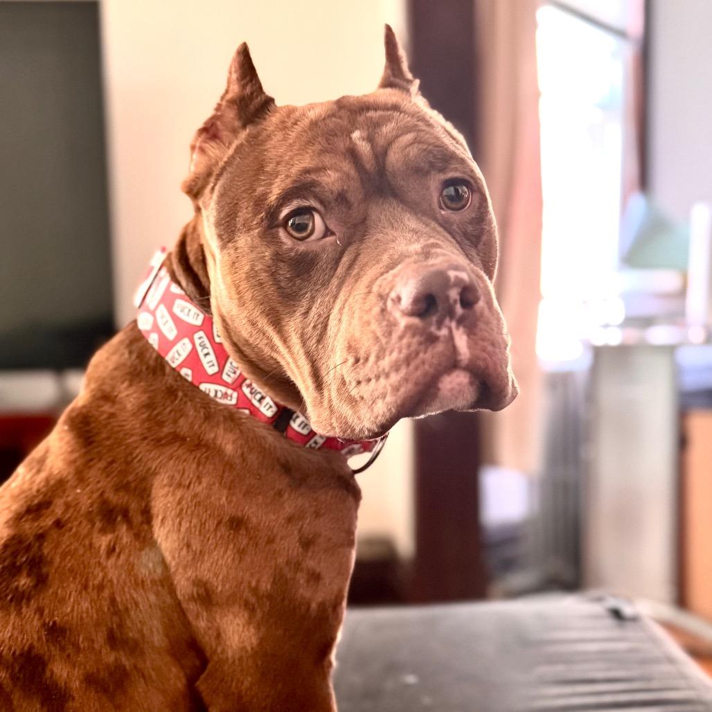 Enlarge Jonah ~ AVAILABLE TO FOSTER OR ADOPT!!!, a Adoptable Pit Bull Terrier in Chicago, IL image 1/6