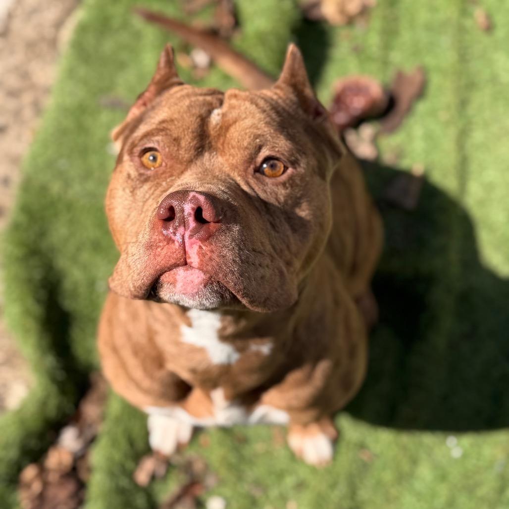 Enlarge Jonah, a Adoptable Pit Bull Terrier in Chicago, IL image 2/6