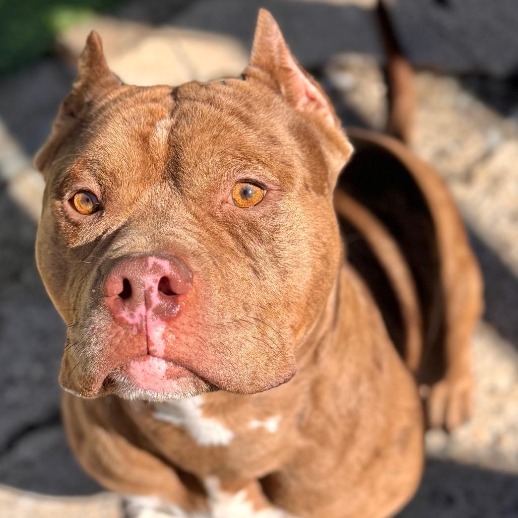 Enlarge Jonah, a Adoptable Pit Bull Terrier in Chicago, IL image 3/6