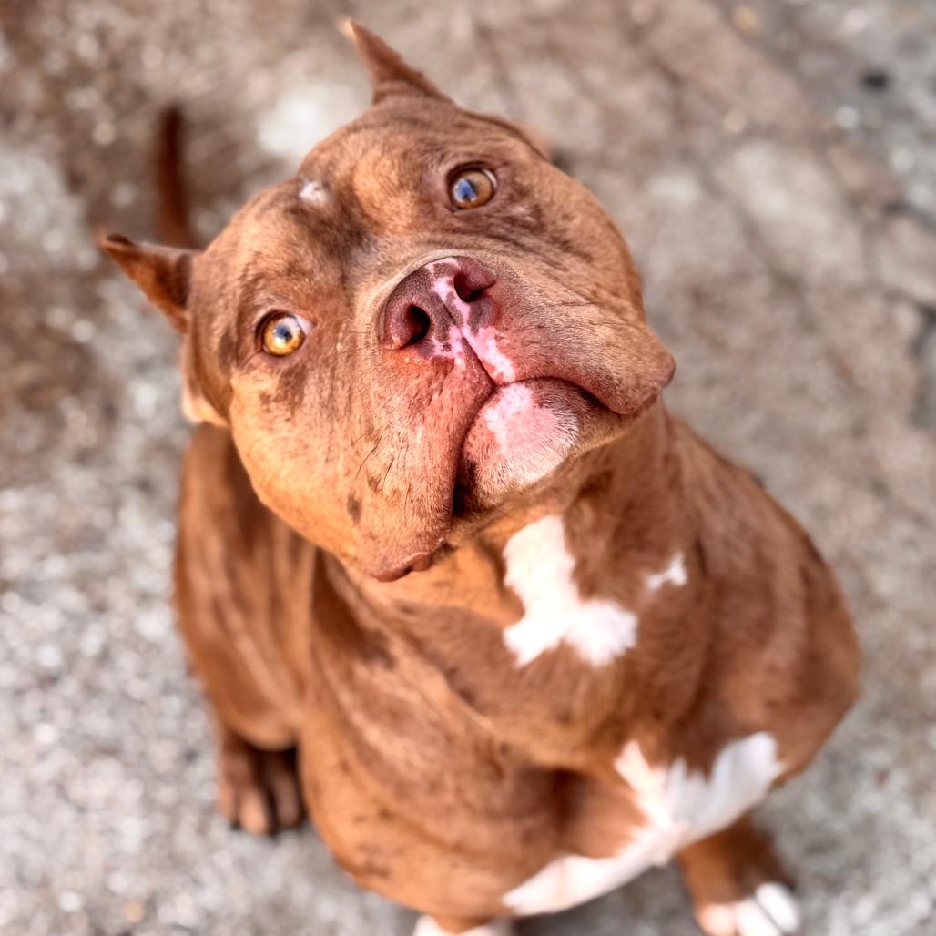 Enlarge Jonah, a Adoptable Pit Bull Terrier in Chicago, IL image 4/6