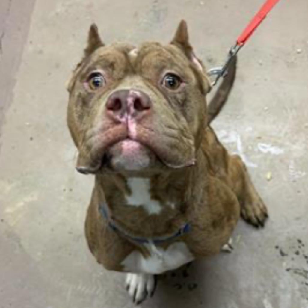 Enlarge Jonah ~ AVAILABLE TO FOSTER OR ADOPT!!!, a Adoptable Pit Bull Terrier in Chicago, IL image 6/6