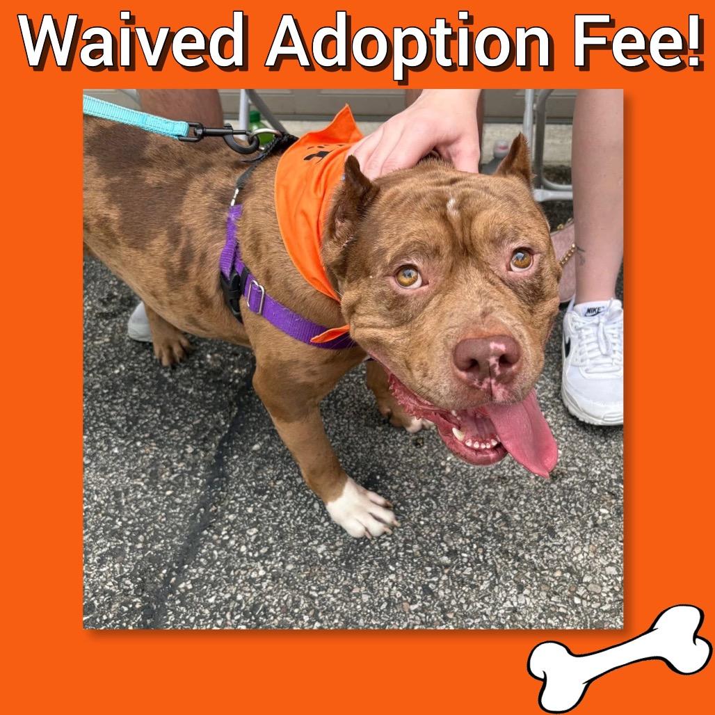 Jonah ~ WAIVED ADOPTION FEE!, Adoptable, Adult Male Pit Bull Terrier.