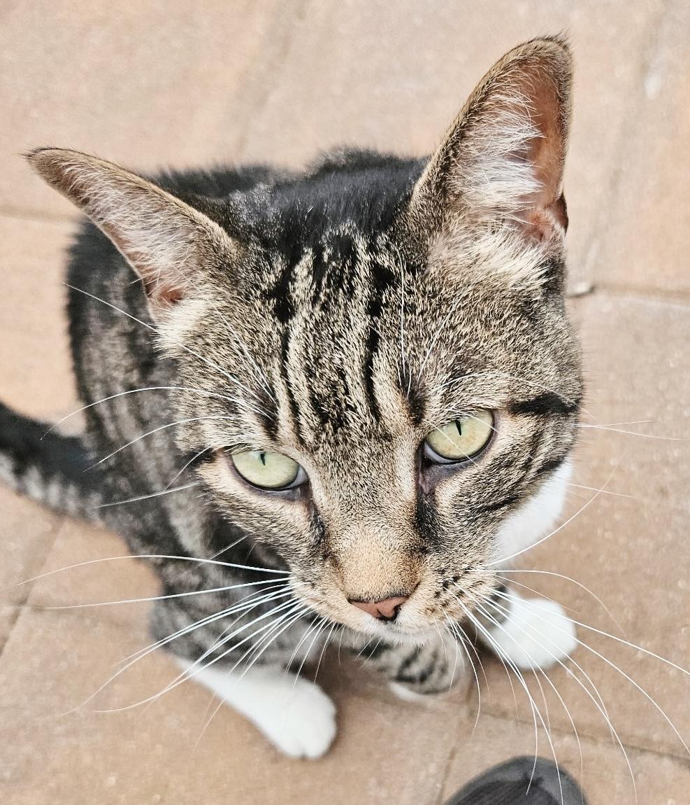Gibbs, a ADOPTABLE Tabby in Philadelphia, PA image 3/6