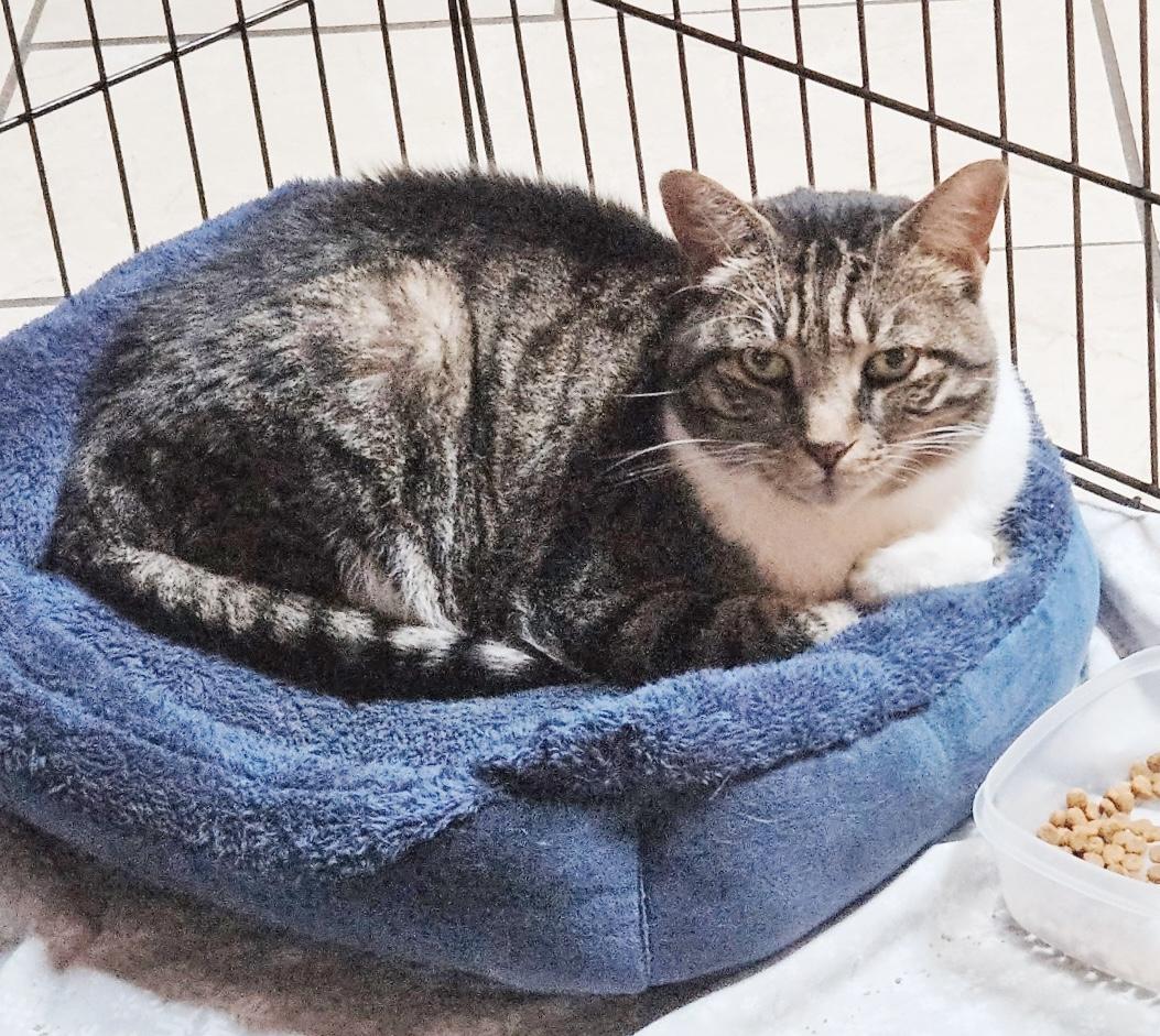 Gibbs, a ADOPTABLE Tabby in Philadelphia, PA image 4/6