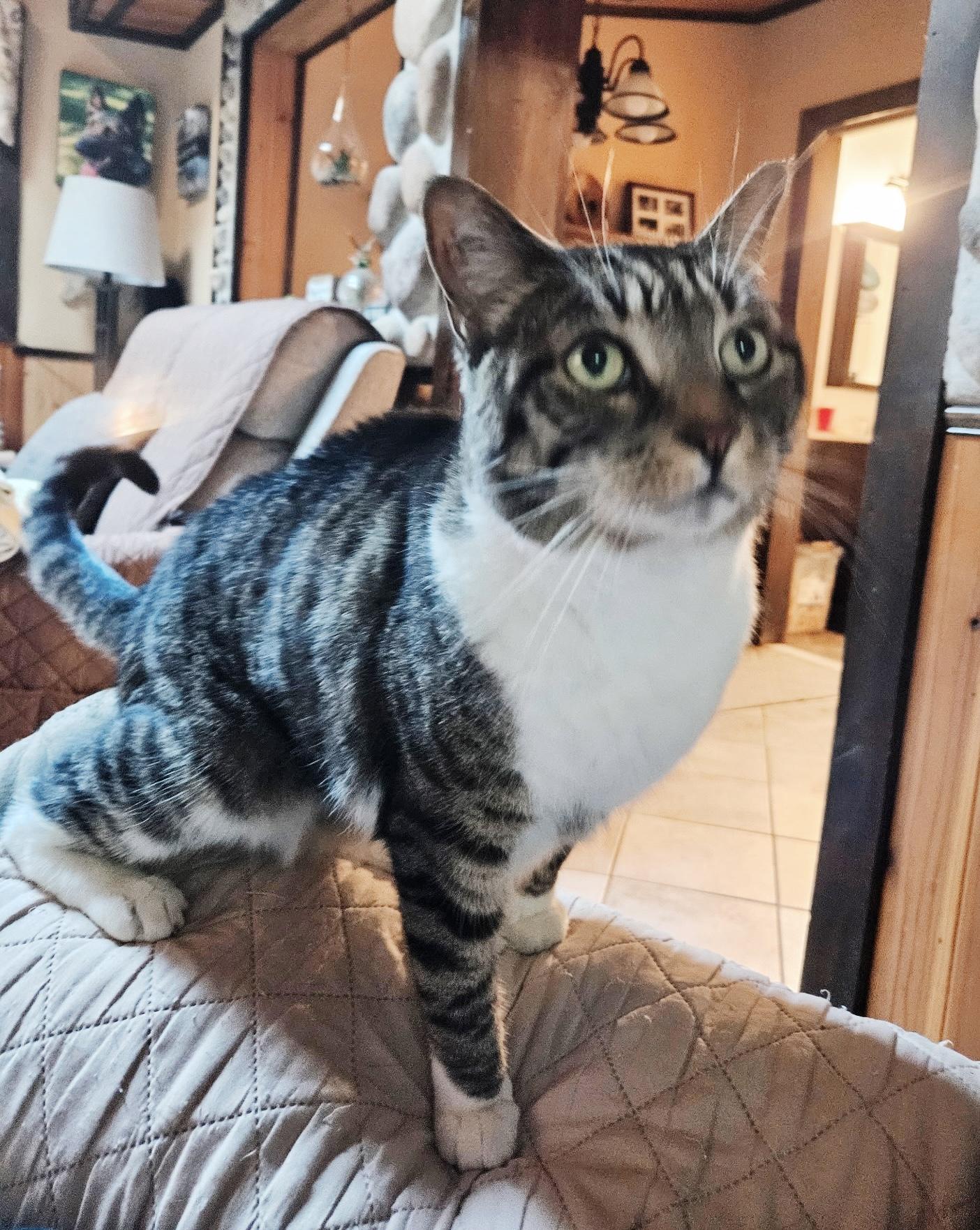 Gibbs, a ADOPTABLE Tabby in Philadelphia, PA image 5/6