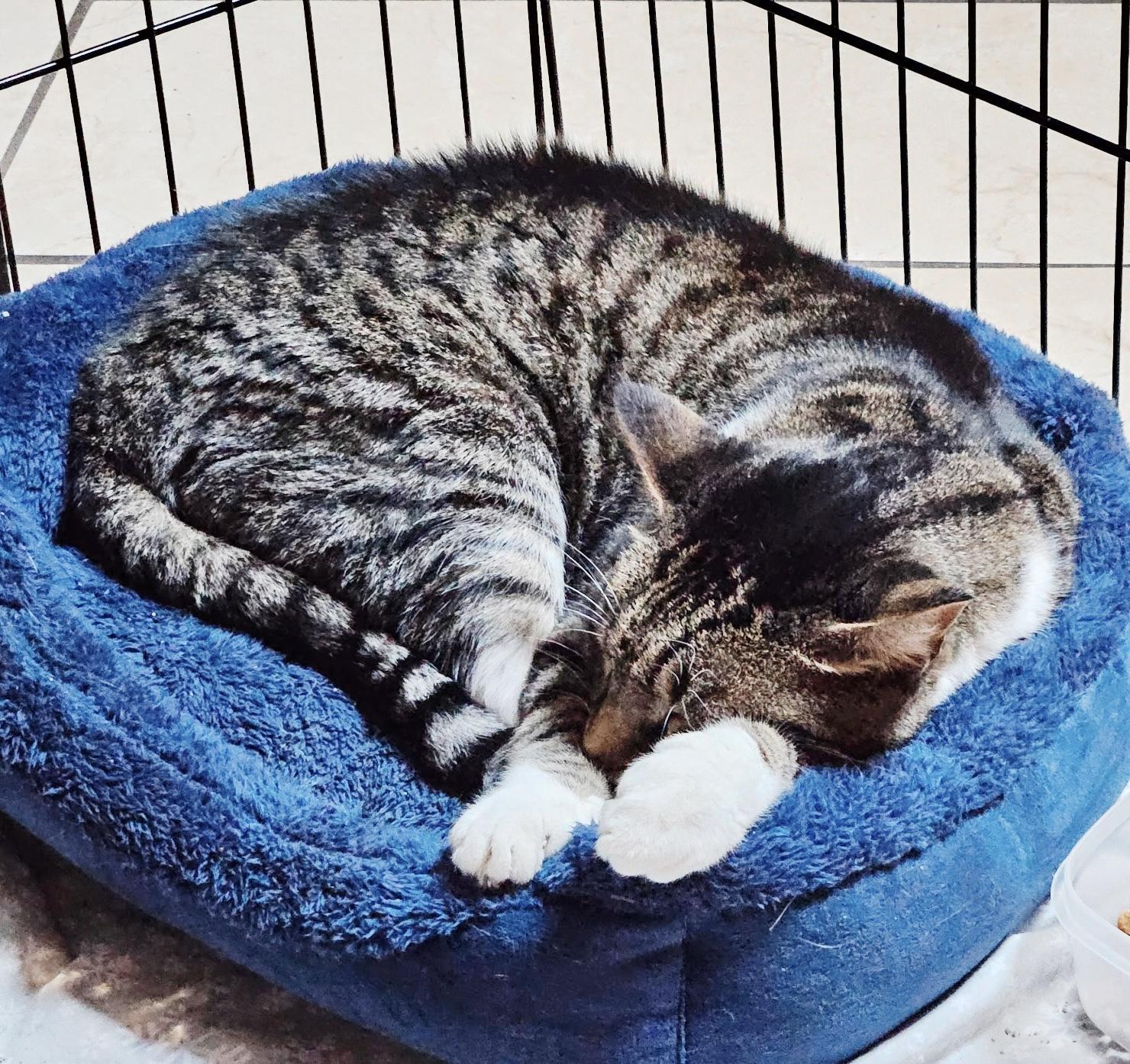 Gibbs, a ADOPTABLE Tabby in Philadelphia, PA image 6/6