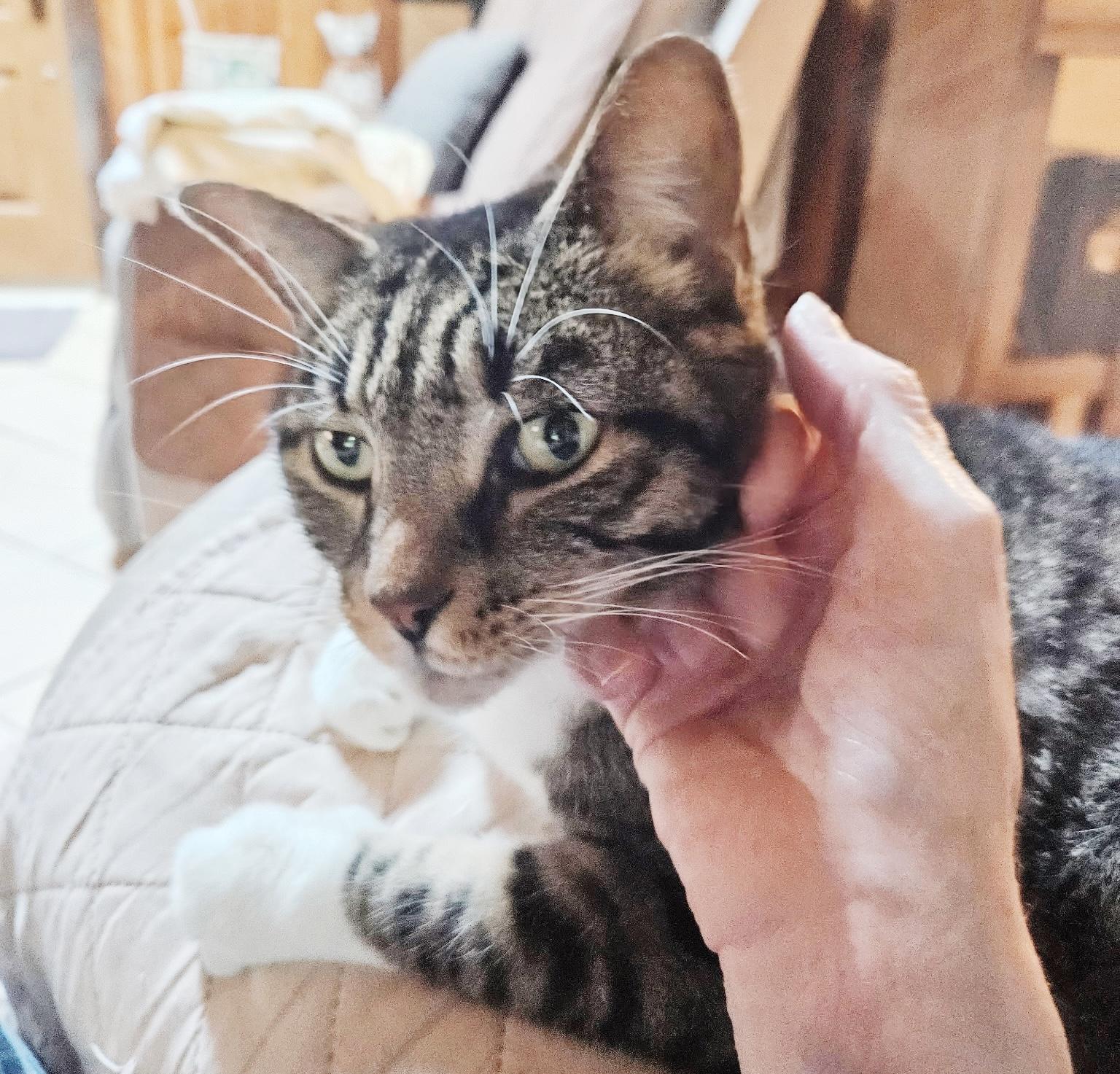Gibbs, a ADOPTABLE Tabby in Philadelphia, PA image 2/6