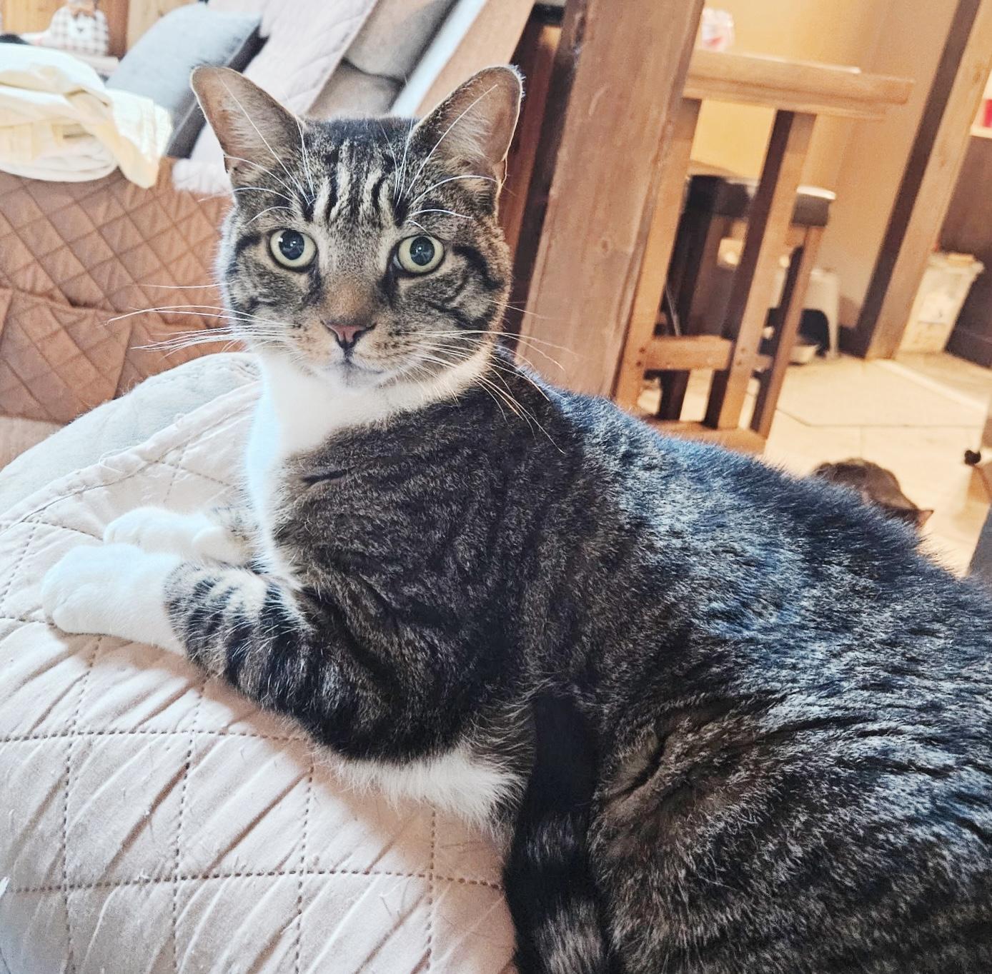 Gibbs, a ADOPTABLE Tabby in Philadelphia, PA image 1/6