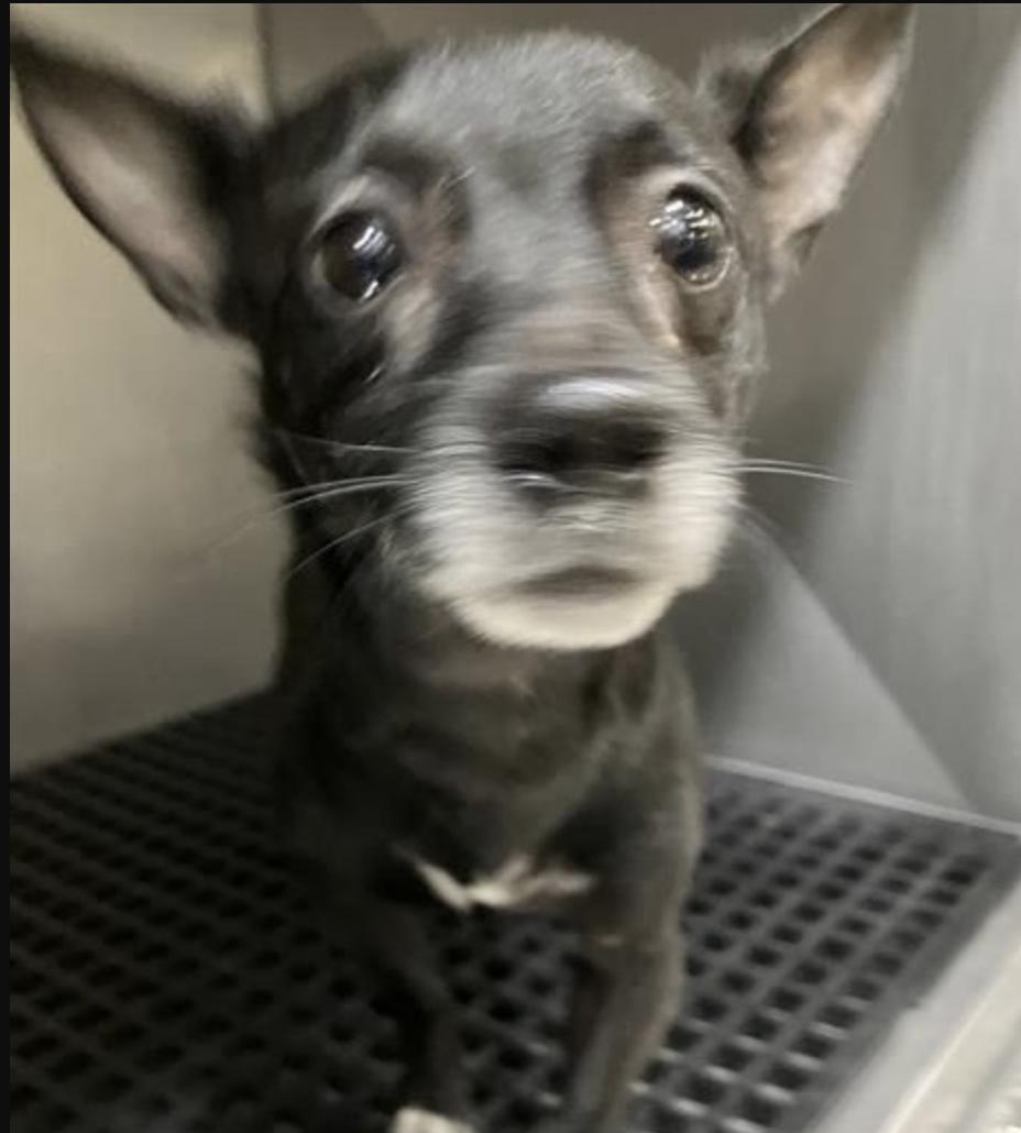Enlarge Janitor, a ADOPTABLE Chihuahua in Brooklyn, NY image 4/4
