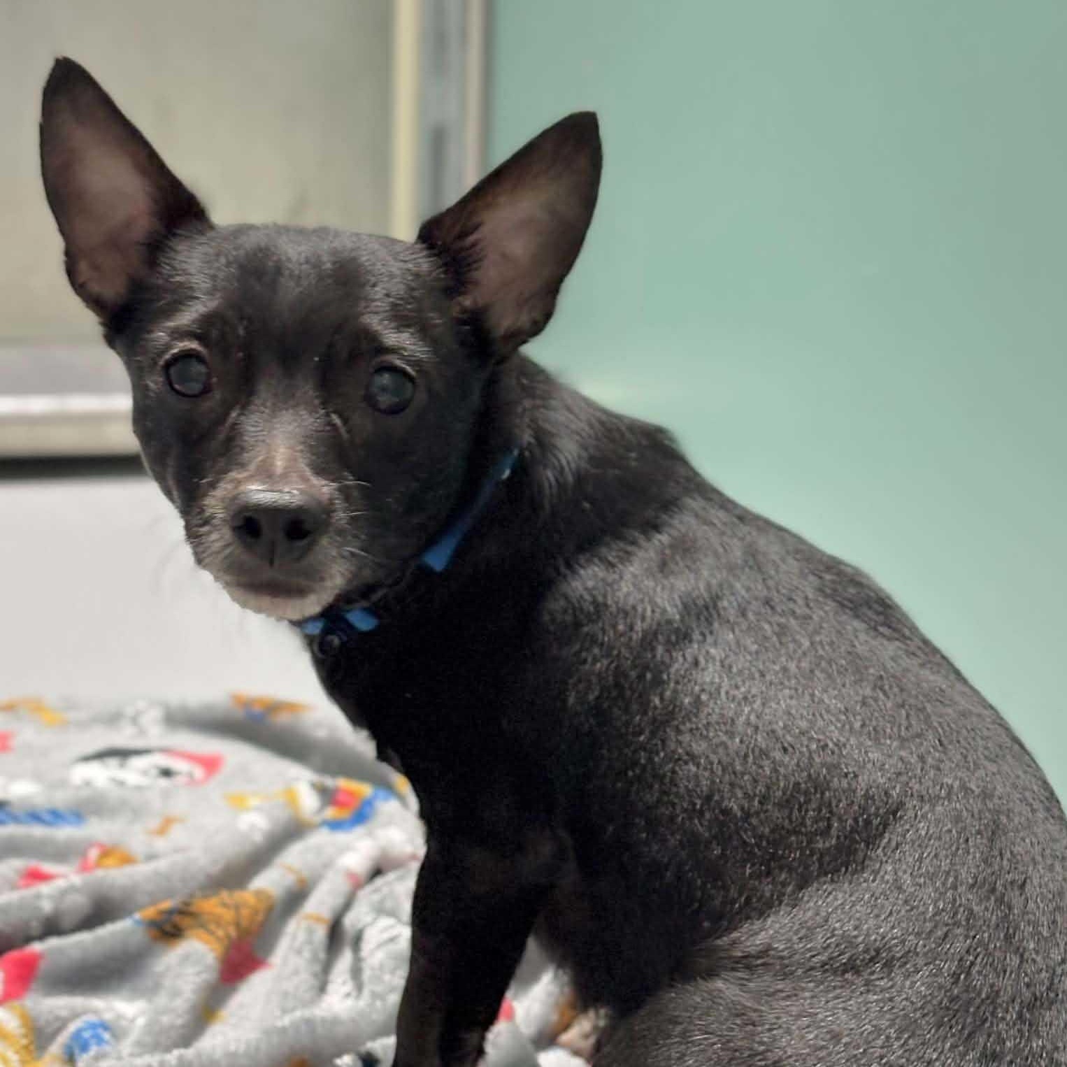 Janitor, an adopted Chihuahua in Brooklyn, NY image 3/5