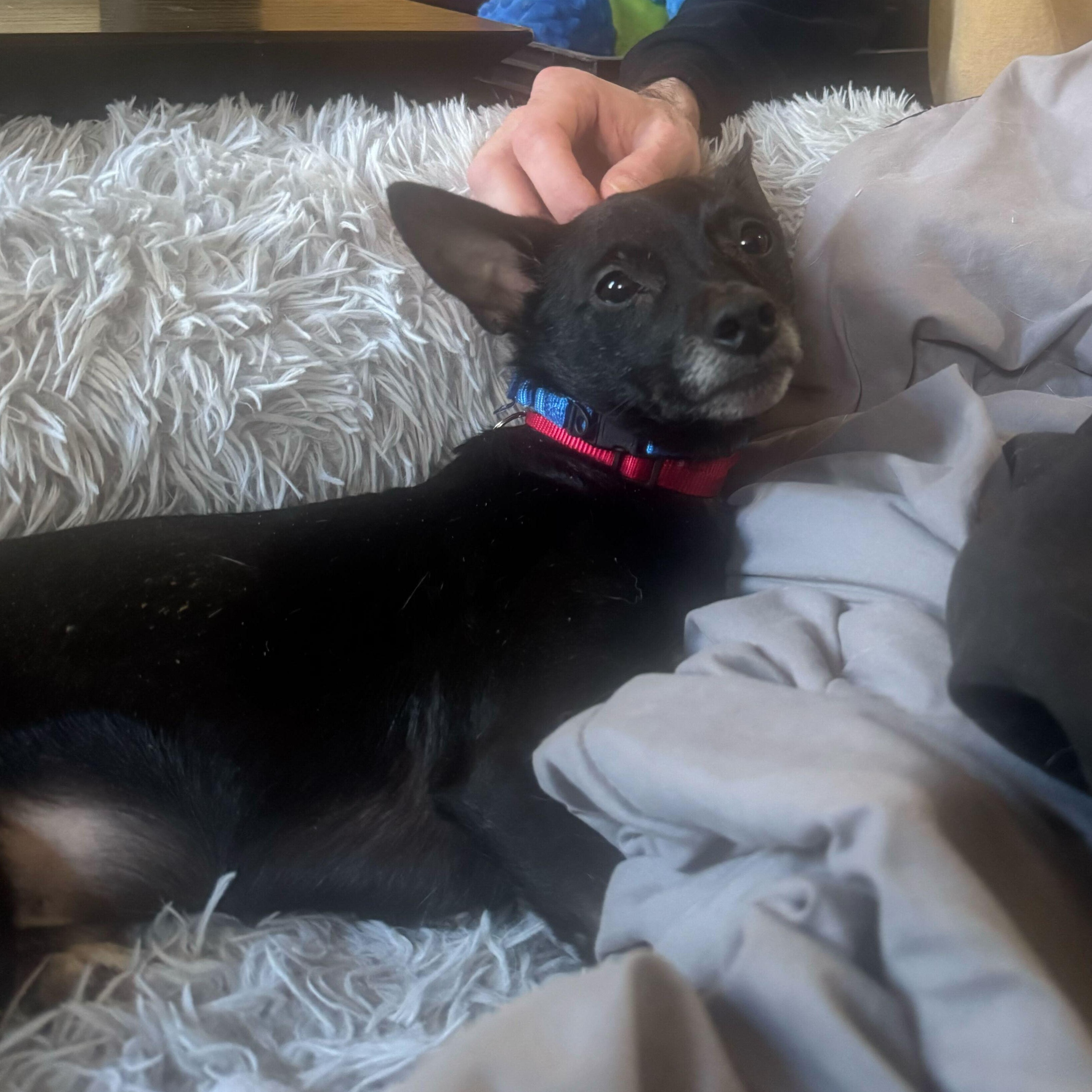 Enlarge Janitor, a ADOPTABLE Chihuahua in Brooklyn, NY image 2/4