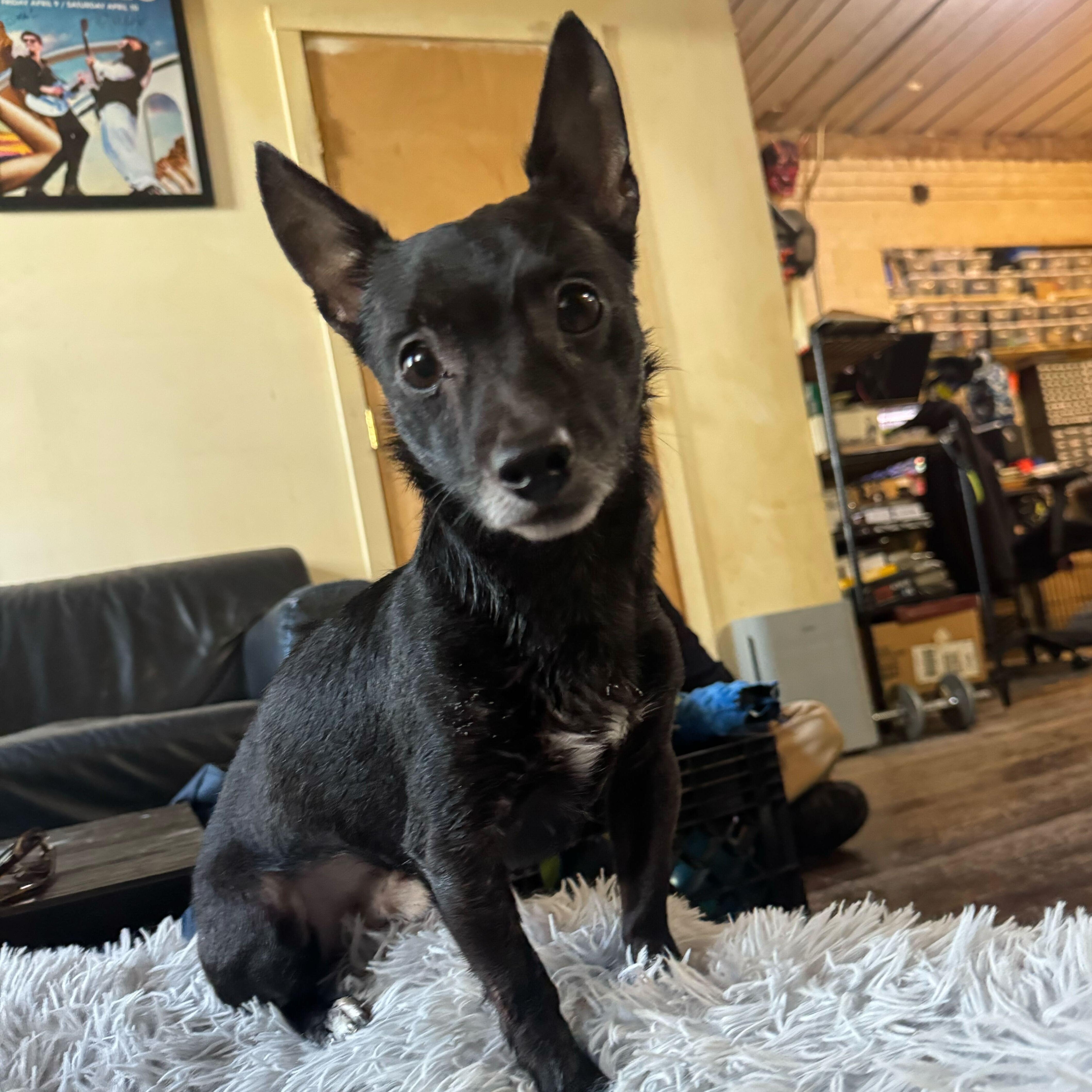 Janitor, ADOPTABLE, Senior Male Chihuahua.