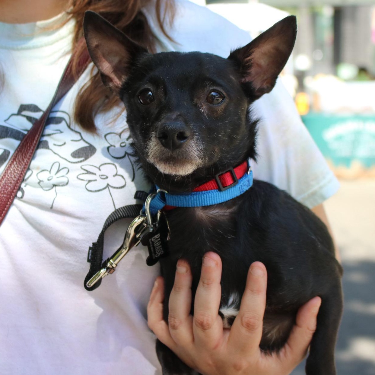 Janitor, an adopted Chihuahua in Brooklyn, NY image 1/5