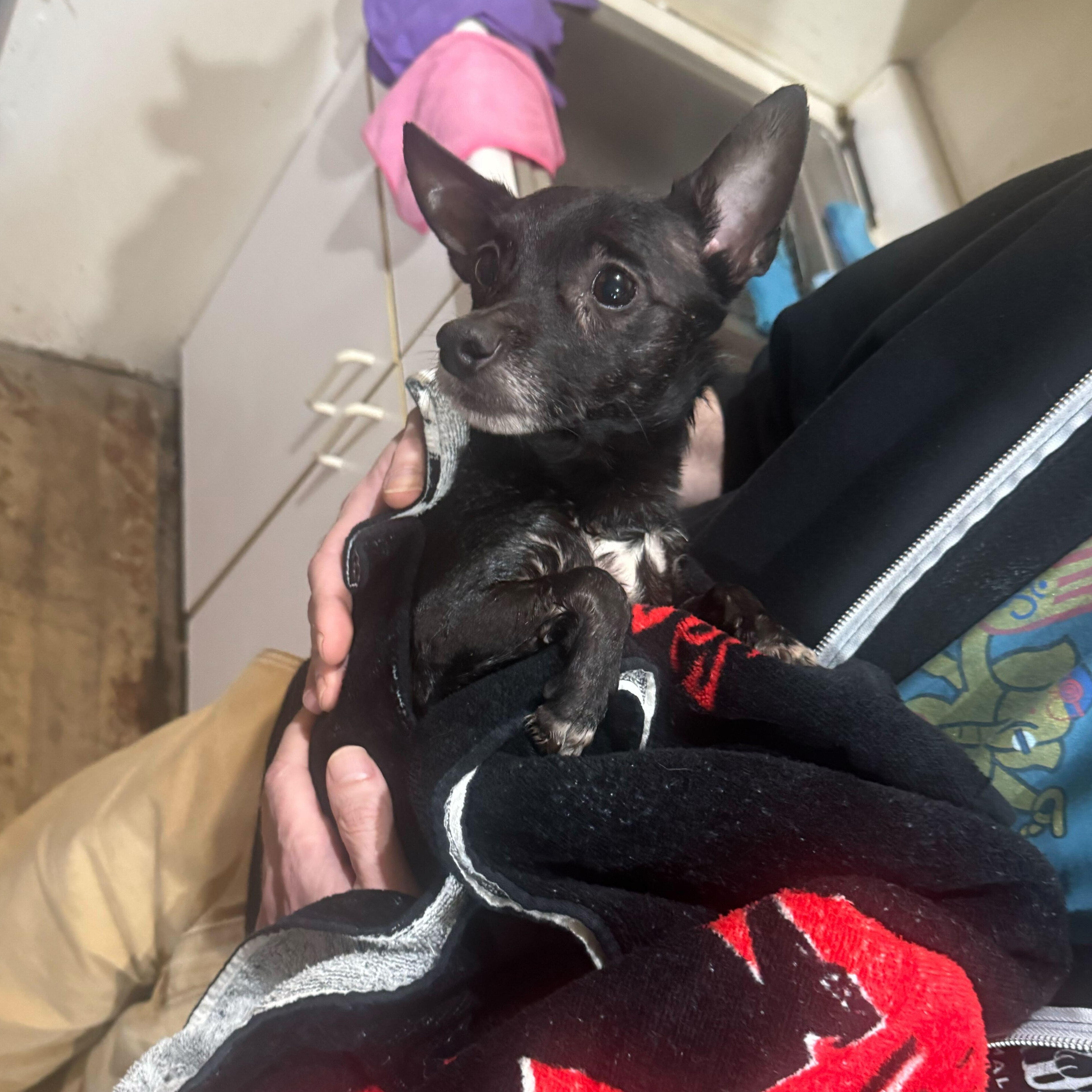 Enlarge Janitor, a ADOPTABLE Chihuahua in Brooklyn, NY image 3/4