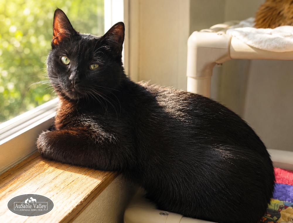 Enlarge Fred, a ADOPTABLE Domestic Short Hair in Grayling, MI image 1/3