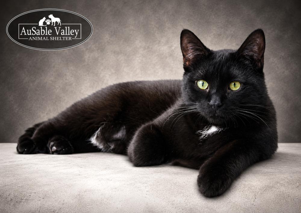 Enlarge Fred, a ADOPTABLE Domestic Short Hair in Grayling, MI image 3/3