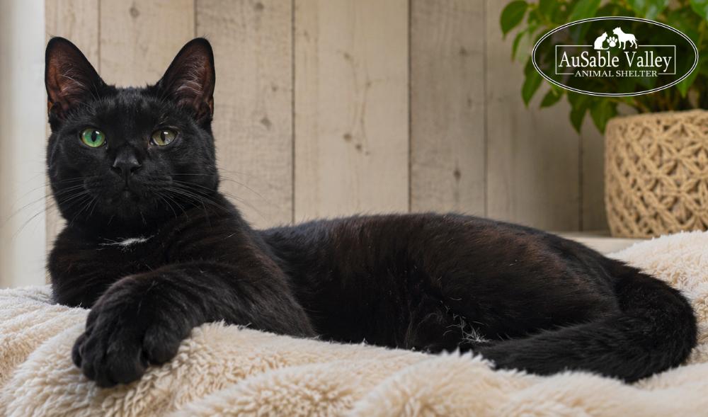 Enlarge Fred, a ADOPTABLE Domestic Short Hair in Grayling, MI image 4/4