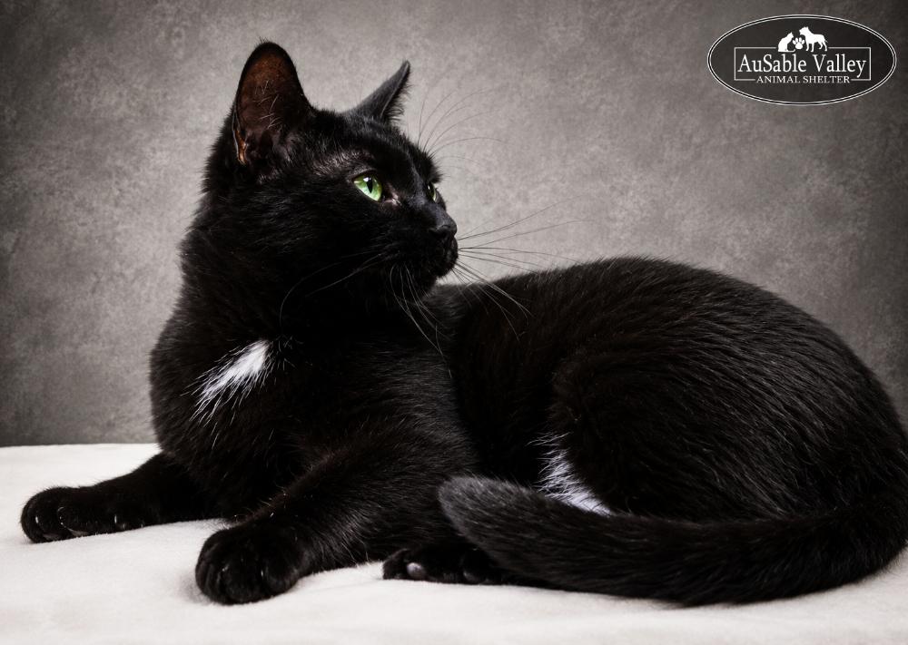 Enlarge Fred, a ADOPTABLE Domestic Short Hair in Grayling, MI image 2/3