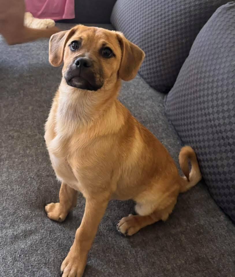 Enlarge Buster, a Adoptable mixed breed in Lafayette, CO image 1/3