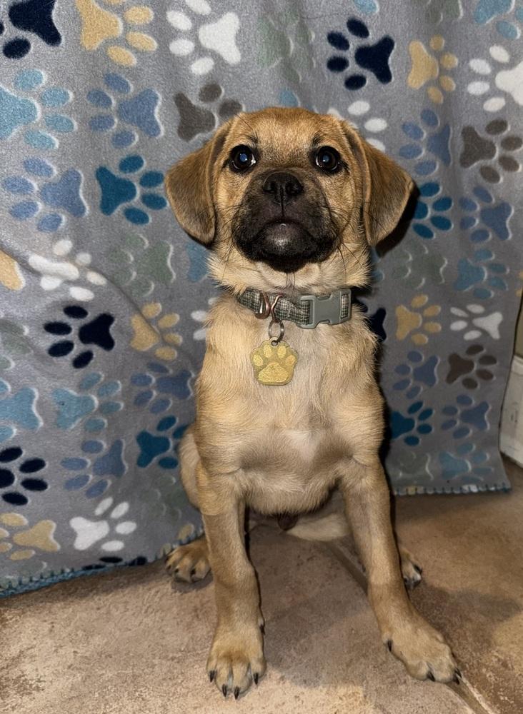 Enlarge Buster, a Adoptable mixed breed in Lafayette, CO image 2/3