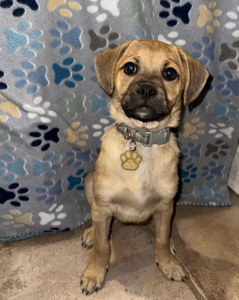 Enlarge Buster, a Adoptable mixed breed in Lafayette, CO image 3/3