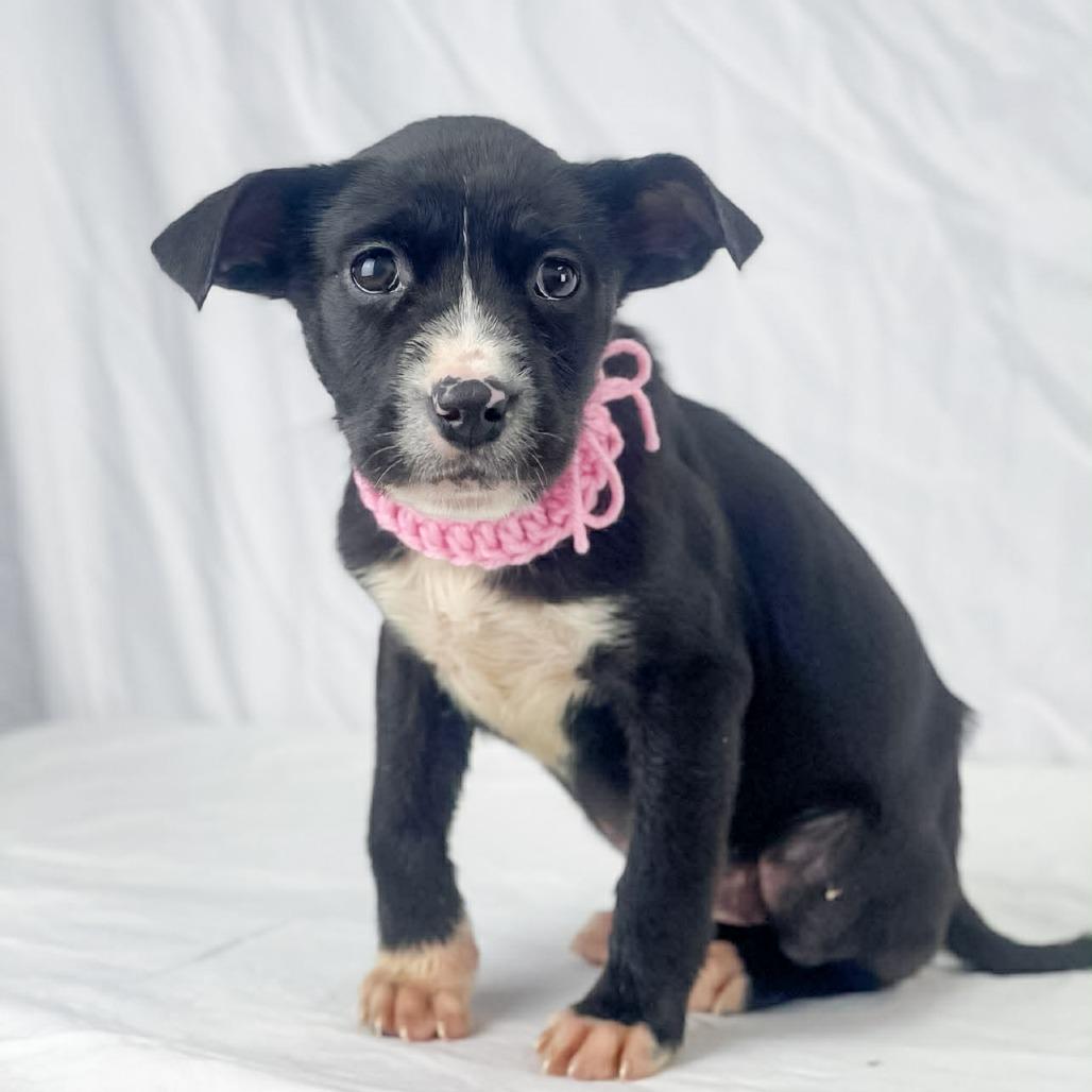 Enlarge Dawn, a Adoptable Mixed Breed in Lufkin, TX image 1/1