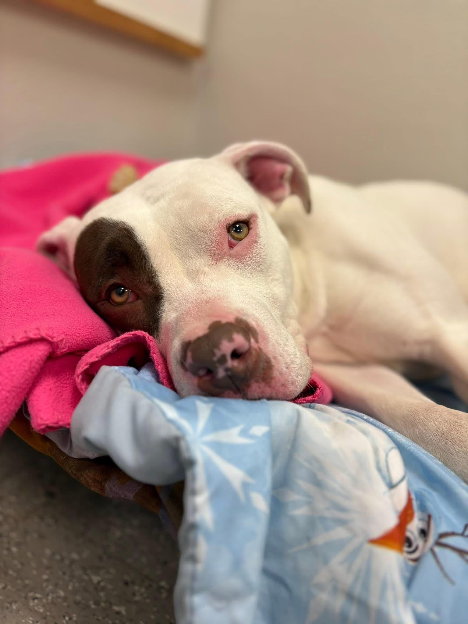Enlarge Luna, an adopted mixed breed in Jamesville, NY image 2/4