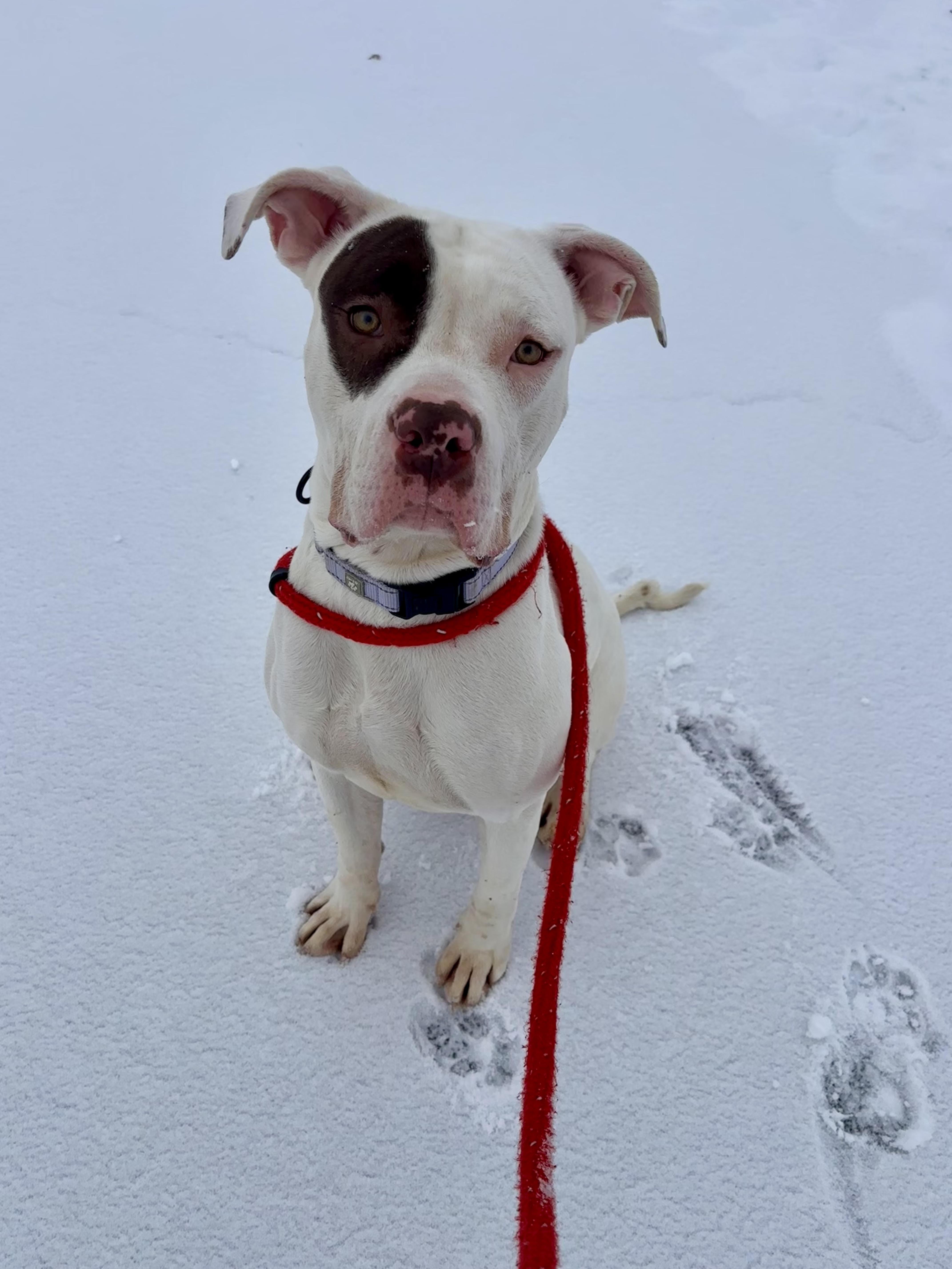 Luna, ADOPTABLE, Adult Female Terrier.