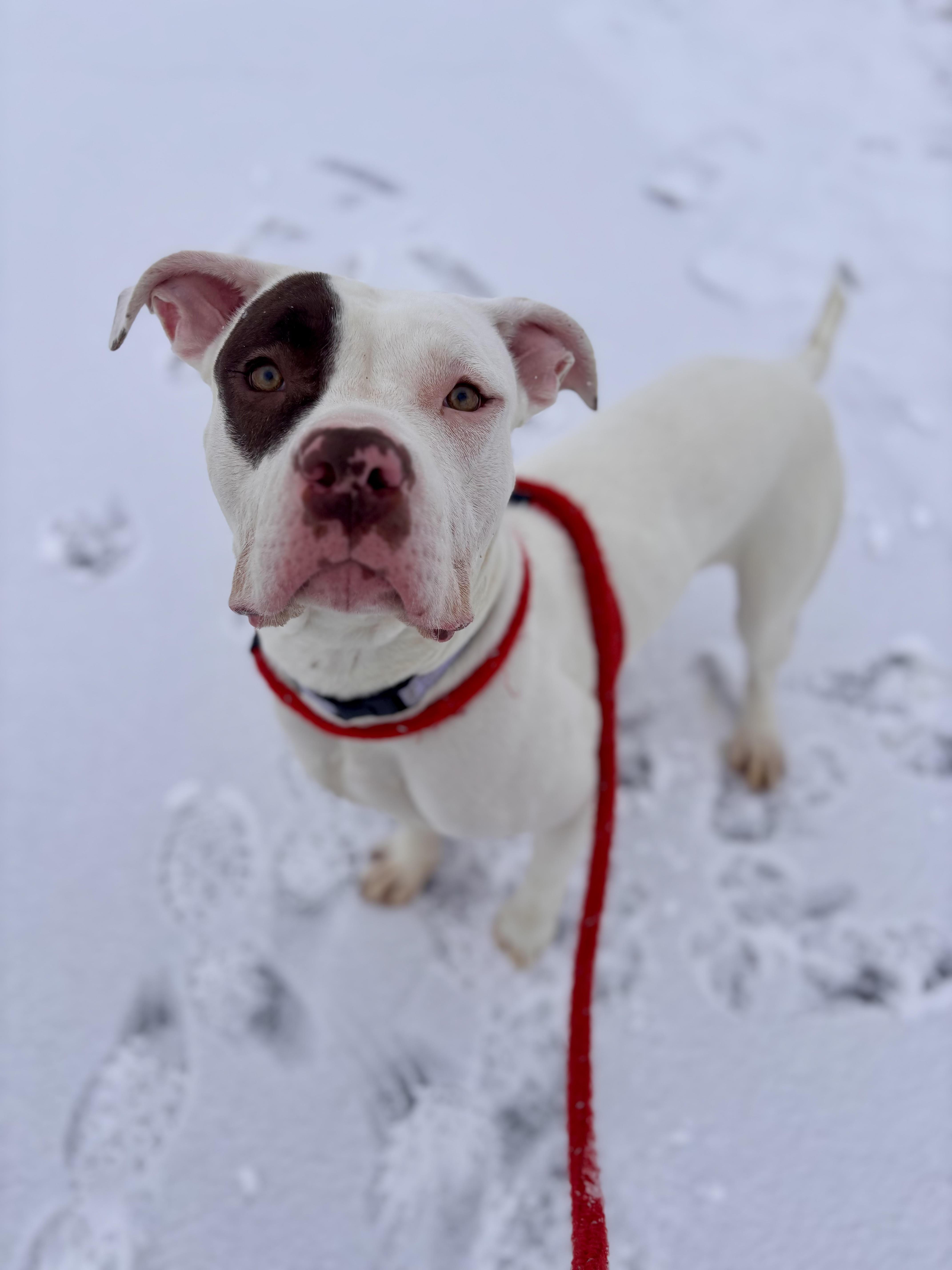 Enlarge Luna, an adopted mixed breed in Jamesville, NY image 4/4