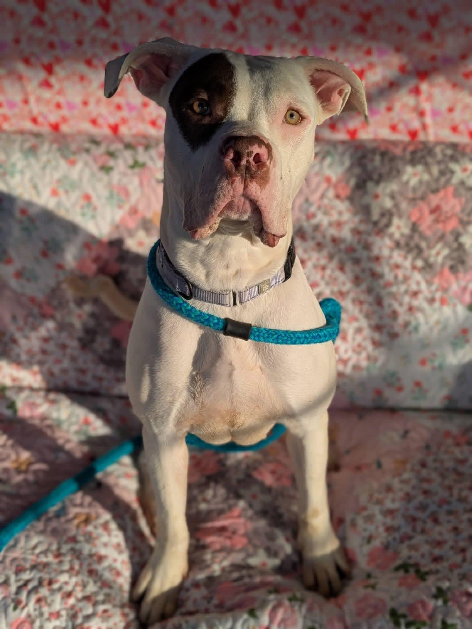 Enlarge Luna, an adopted mixed breed in Jamesville, NY image 3/4