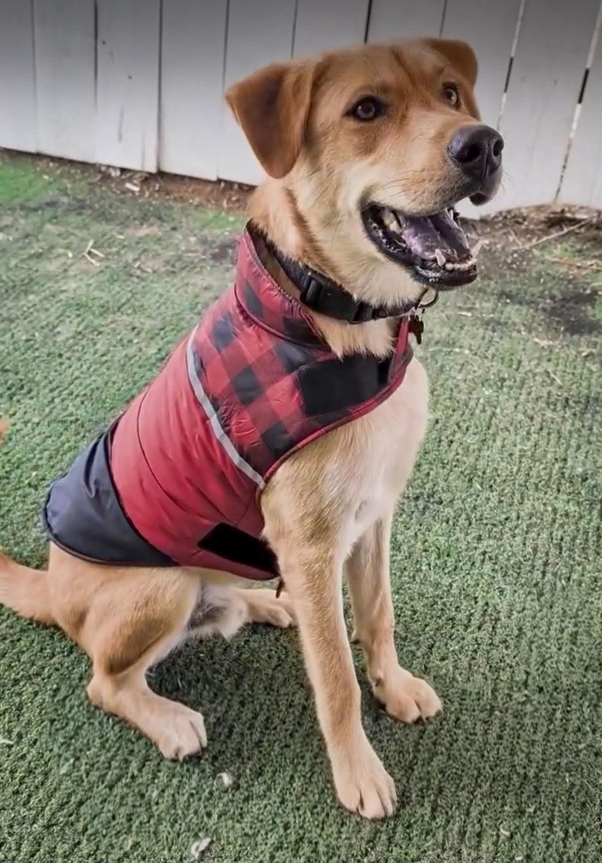 Enlarge Brownie, a Adoptable Labrador Retriever image 1/3