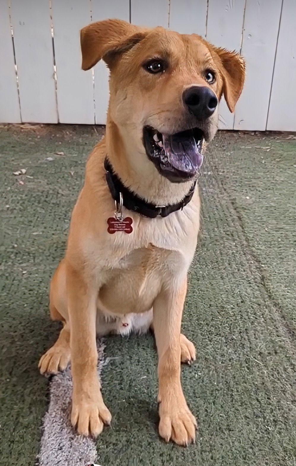 Enlarge Brownie, a Adoptable Labrador Retriever image 2/3