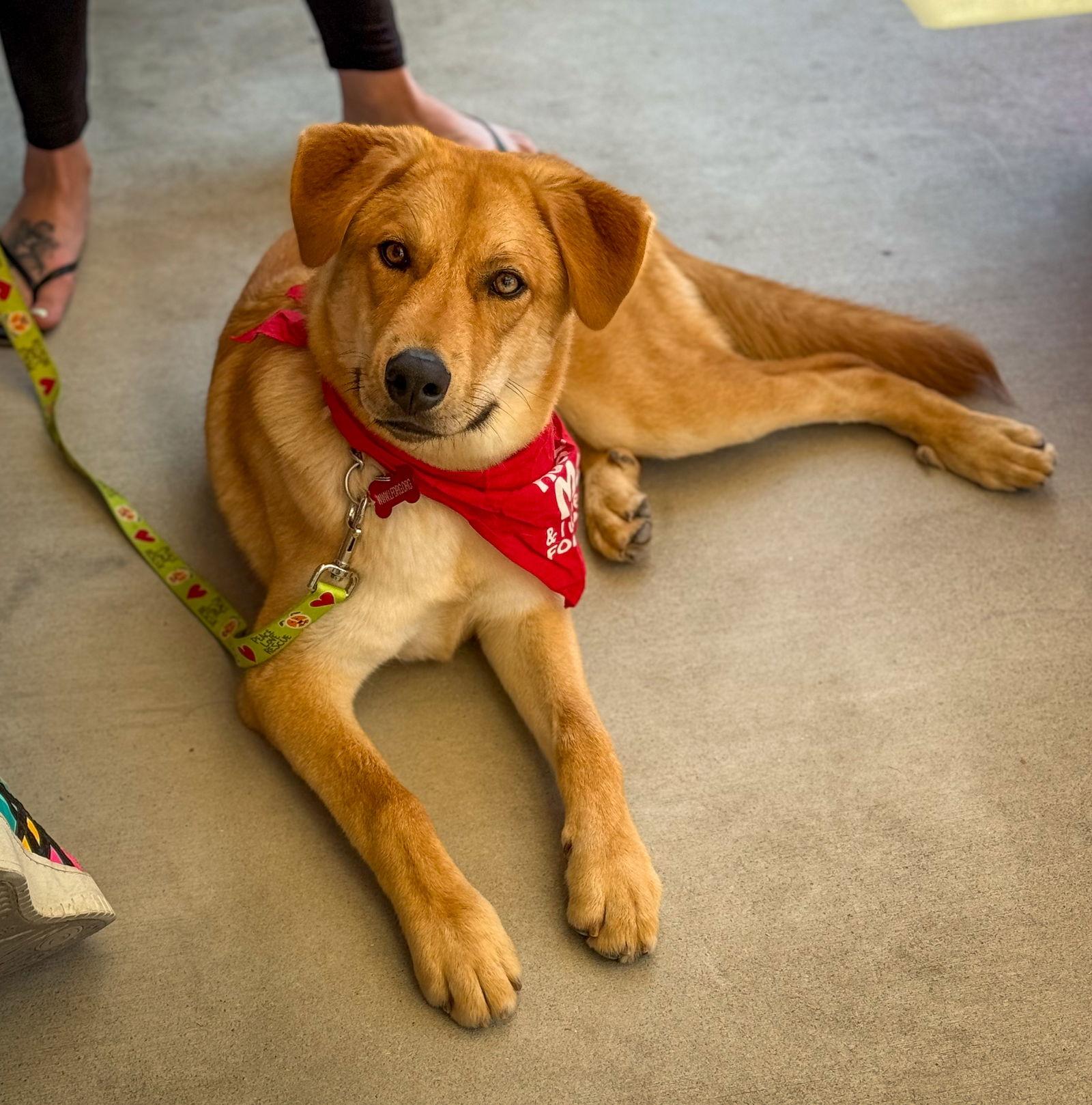 Enlarge Brownie, a Adoptable Labrador Retriever image 3/3